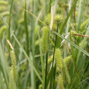 Bottlebrush sedge (Carex hystericina)