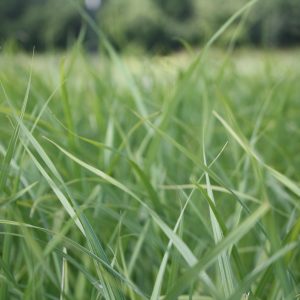 Common lake sedge (Carex lacustris)