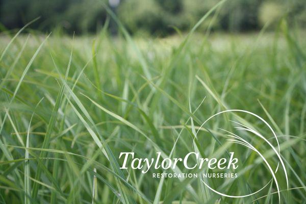 Common lake sedge (Carex lacustris)