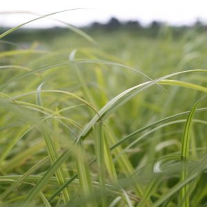 Common hop sedge (Carex lupulina)