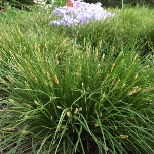 Richwoods sedge (Carex oligocarpa)