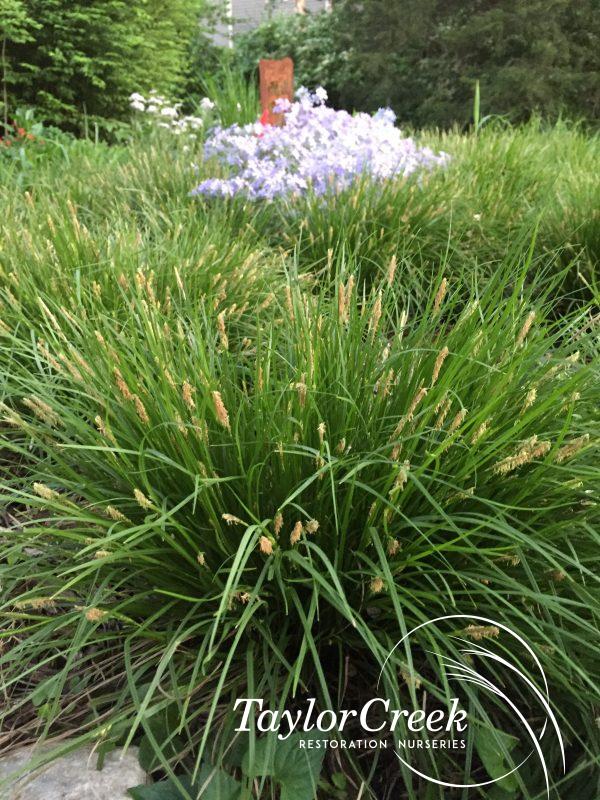 Richwoods sedge (Carex oligocarpa)