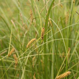 Wooly sedge (Carex pellita)