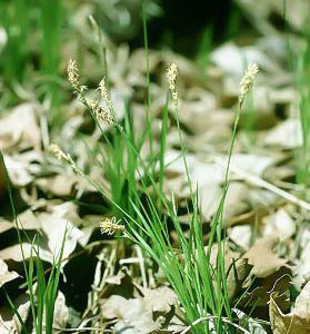 Pennsylvania sedge (Carex pensylvanica)