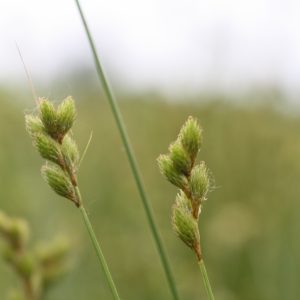 Lance-fruited oval sedge (Carex scoparia)