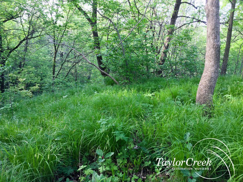 Taylor Creek Nursery