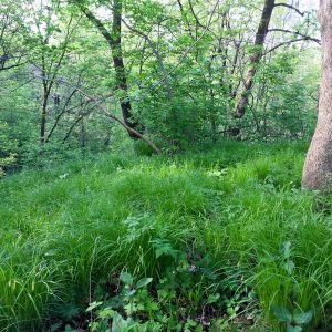 Long-beaked sedge (Carex sprengelii)