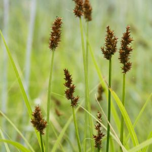 Common fox sedge (Carex stipata)