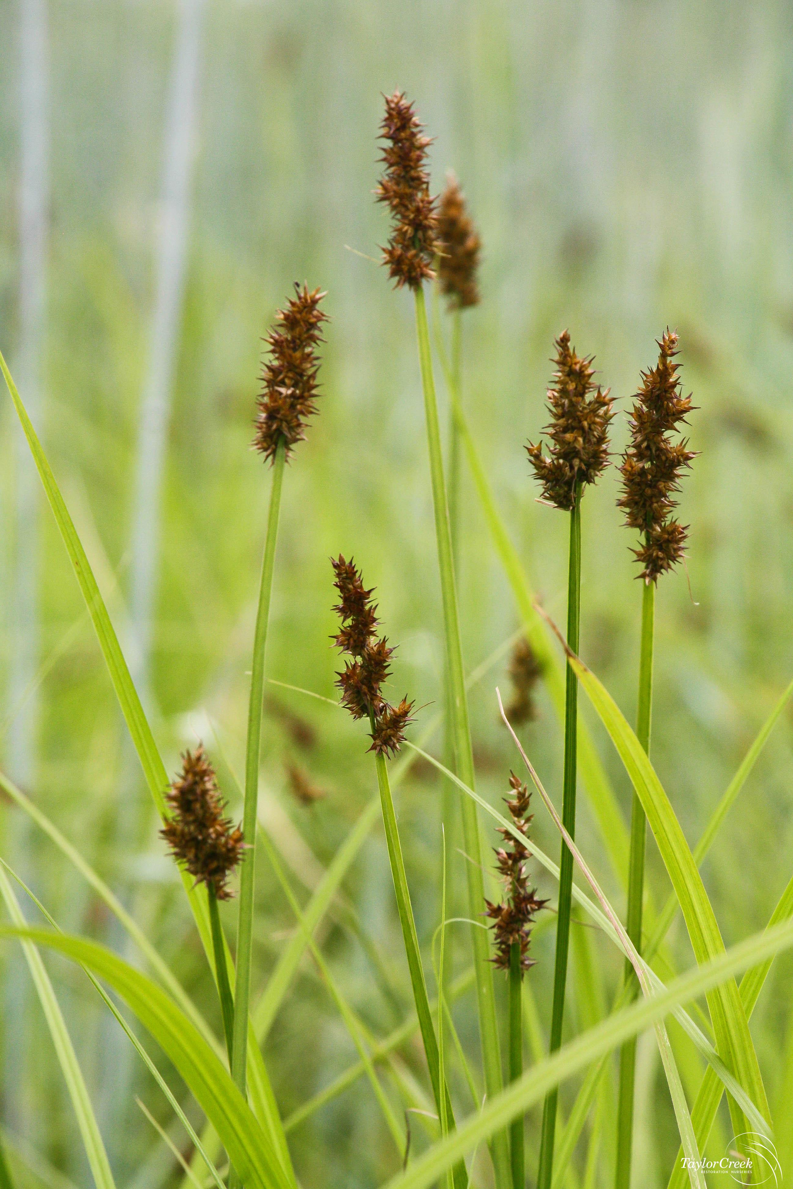 Common fox sedge (Carex stipata) - Taylor Creek Restoration Nurseries