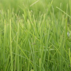 Common tussock sedge (Carex stricta)