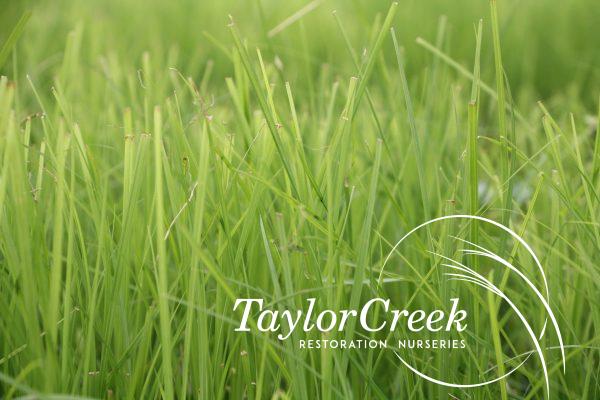Common tussock sedge (Carex stricta)