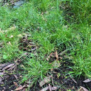 Texas sedge (Carex texensis)