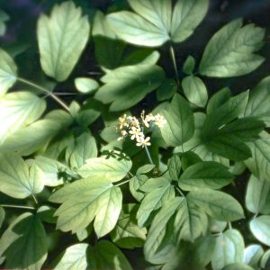 Blue cohosh (Caulophyllum thalictroides)