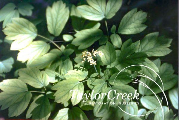 Blue cohosh (Caulophyllum thalictroides)