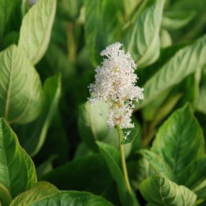 New Jersey tea (Ceanothus americanus)