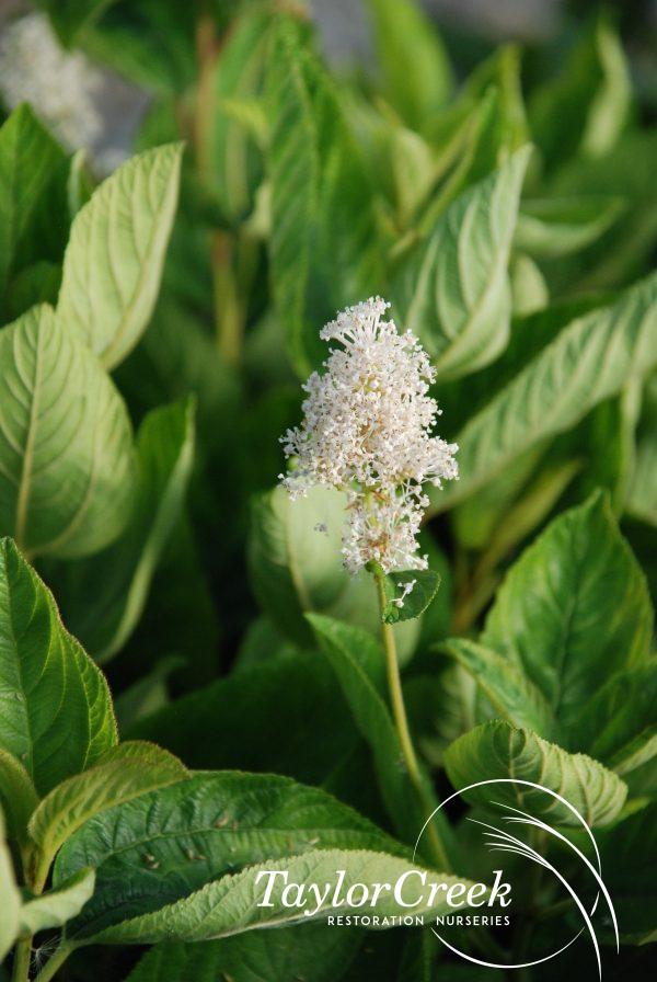 New Jersey tea (Ceanothus americanus)