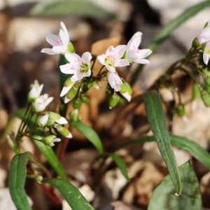 Spring beauty (Claytonia virginica)