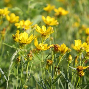 Prairie coreopsis (Coreopsis palmata)