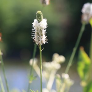 White prairie clover (Dalea candida)