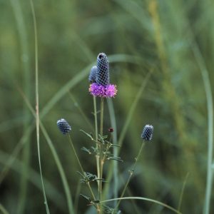 Purple prairie clover (Dalea purpurea)