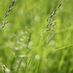 Poverty oats (Danthonia spicata)