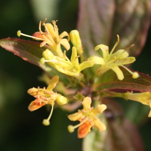 Northern bush honeysuckle (Diervilla lonicera)