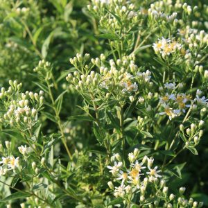 Flat-top aster (Doellingera umbellata)
