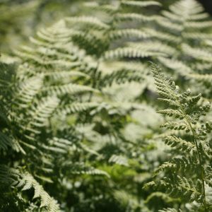 Wood fern (Dryopteris intermedia)