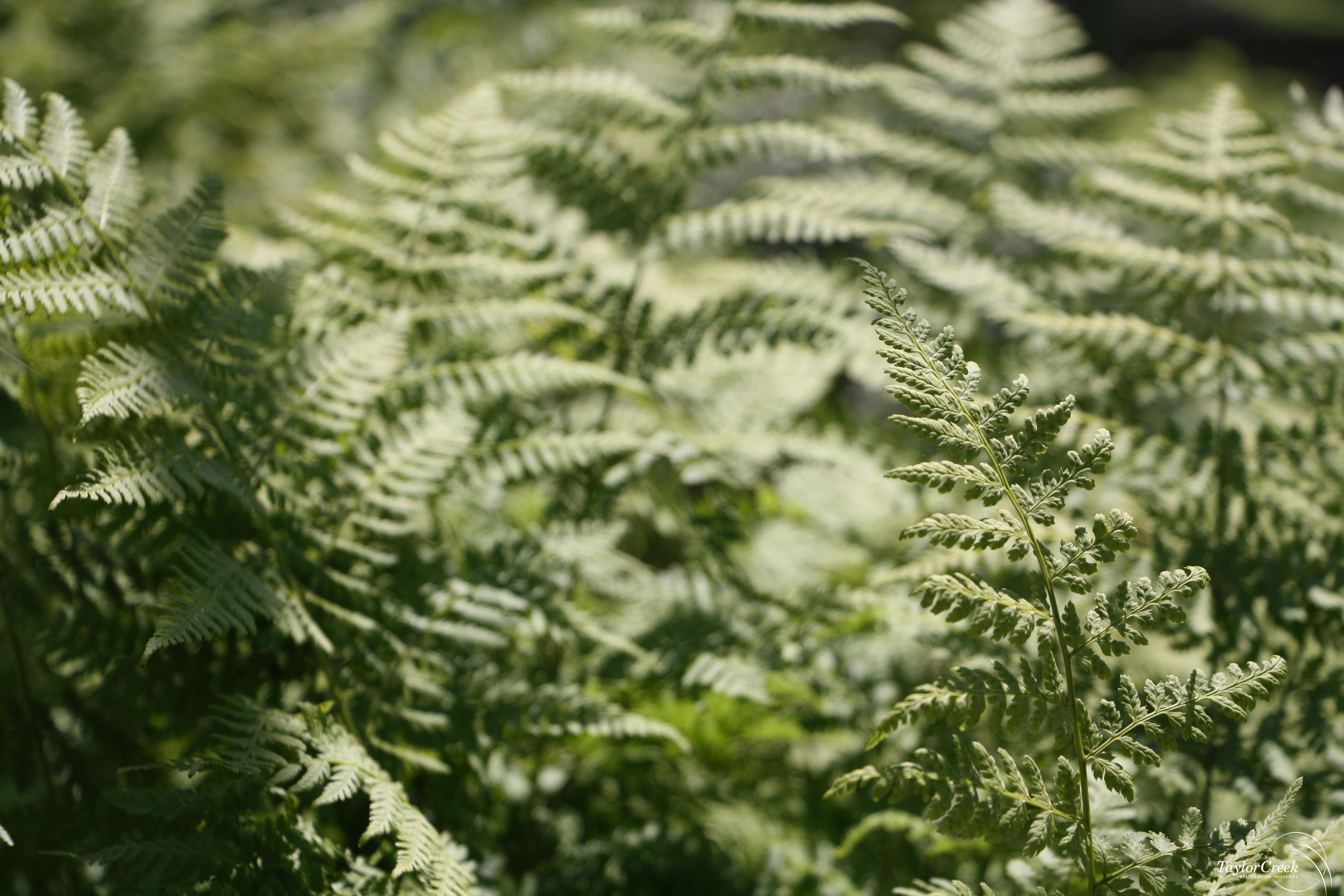 Wood fern (Dryopteris intermedia) - Taylor Creek Restoration Nurseries