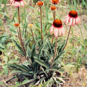 Pale Purple coneflower (Echinacea angustifolia)
