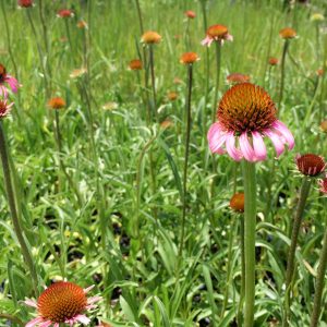 Topeka coneflower (Echinacea atrorubens)