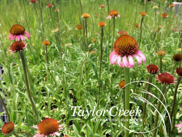 Topeka coneflower (Echinacea atrorubens)