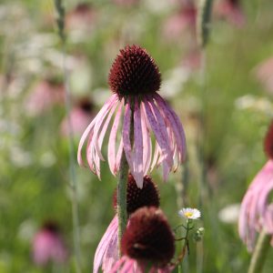 Pale purple coneflower (Echinacea pallida)