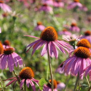 Purple coneflower (Echinacea purpurea)