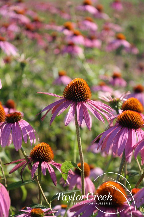 Purple coneflower (Echinacea purpurea)