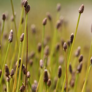 Needle spike rush (Eleocharis acicularis)