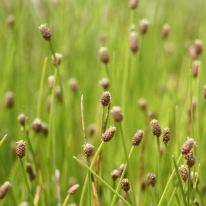 Red-rooted spike rush (Eleocharis erythropoda)