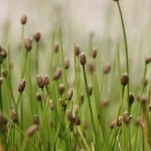 Blunt spike rush (Eleocharis obtusa)