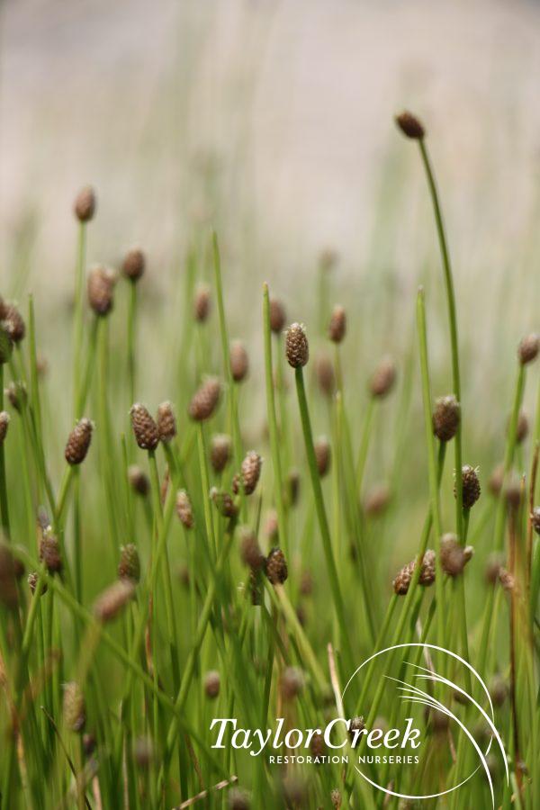 Blunt spike rush (Eleocharis obtusa)