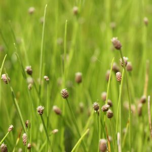 Great spike rush (Eleocharis palustris)