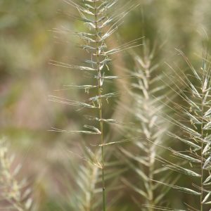 Bottlebrush grass (Elymus hystrix)
