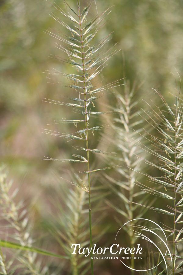 Bottlebrush grass (Elymus hystrix)