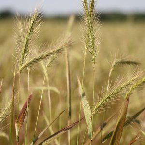 Silky wild rye (Elymus villosus)
