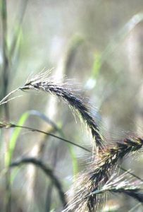 Virginia wild rye (Elymus virginicus) - Taylor Creek Restoration Nurseries