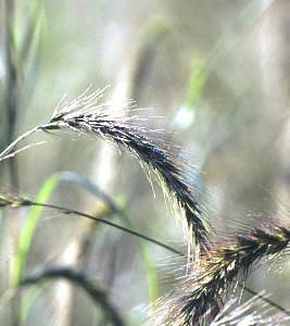 Virginia wild rye (Elymus virginicus)