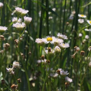 Philadelphia fleabane (Erigeron philadelphicus)