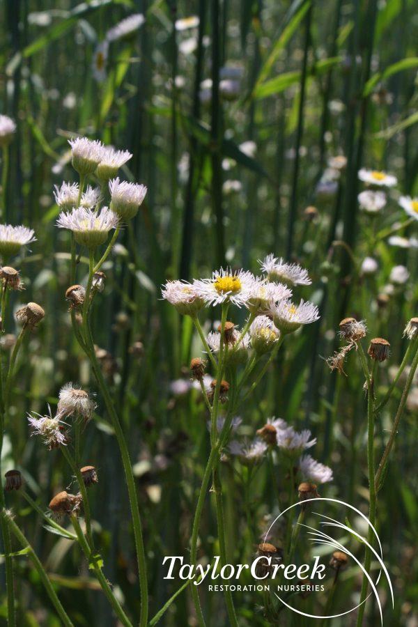 Philadelphia fleabane (Erigeron philadelphicus)