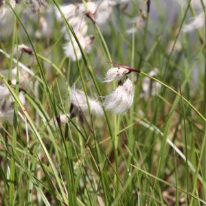 Tall Cottongrass (Eriophorum angustifolium)