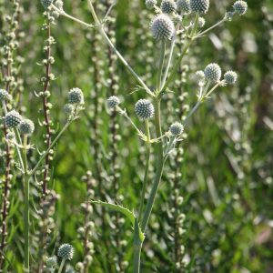 Rattlesnake master (Eryngium yuccifolium)