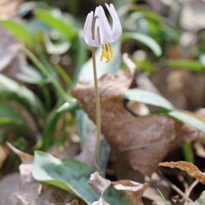 Trout lily (Erythronium albidum)